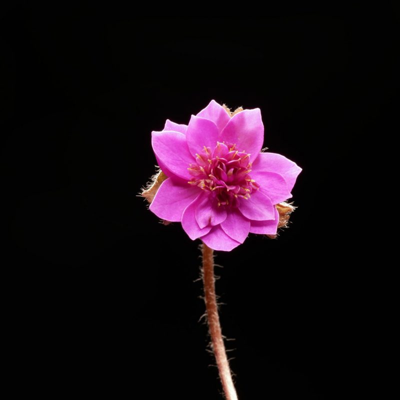 P1080925